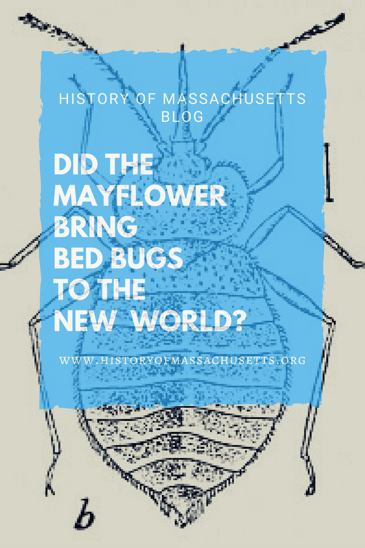 Did the Mayflower Bring Bed Bugs to the New World?