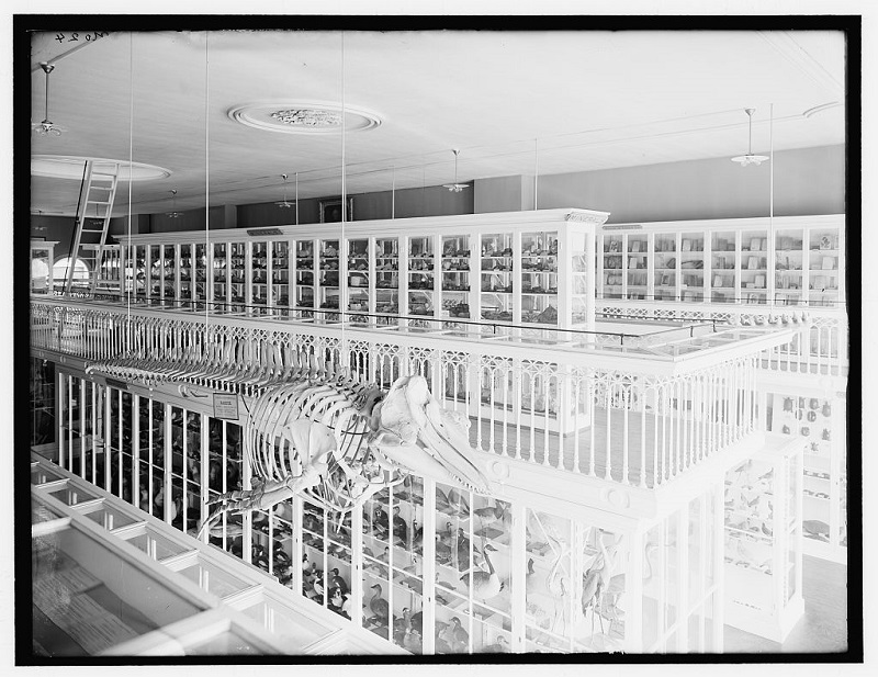 Whale skeleton and bird exhibits, East India Marine Hall, Salem, Mass, circa 1910